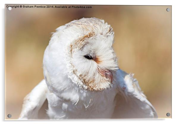 White Barn Owl Acrylic by Graham Prentice