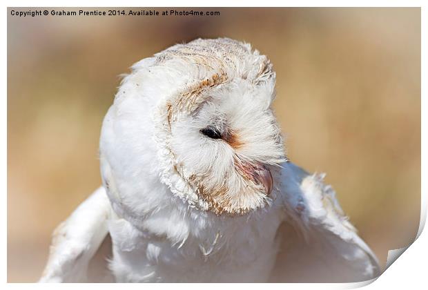 White Barn Owl Print by Graham Prentice
