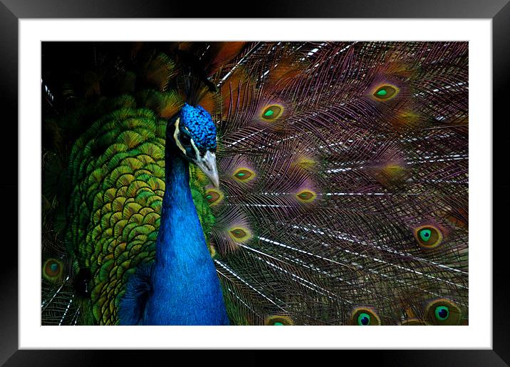 a peacock Framed Mounted Print by elisa reece