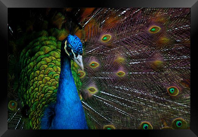 a peacock Framed Print by elisa reece