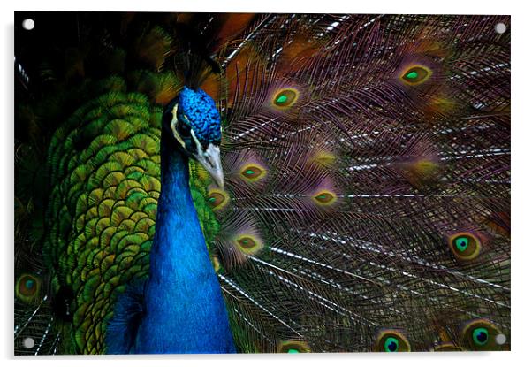 a peacock Acrylic by elisa reece