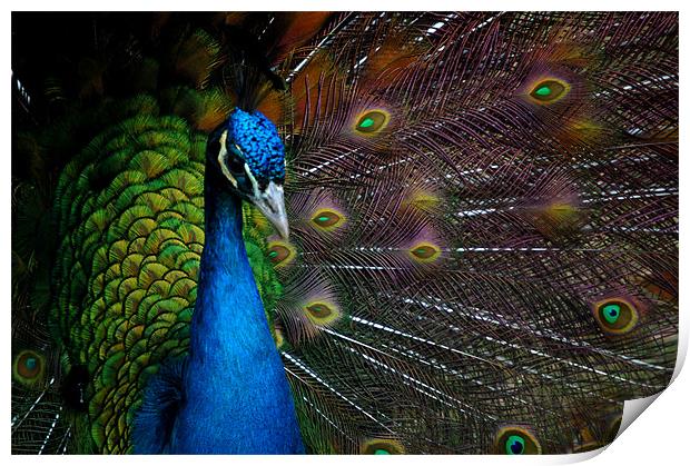 a peacock Print by elisa reece