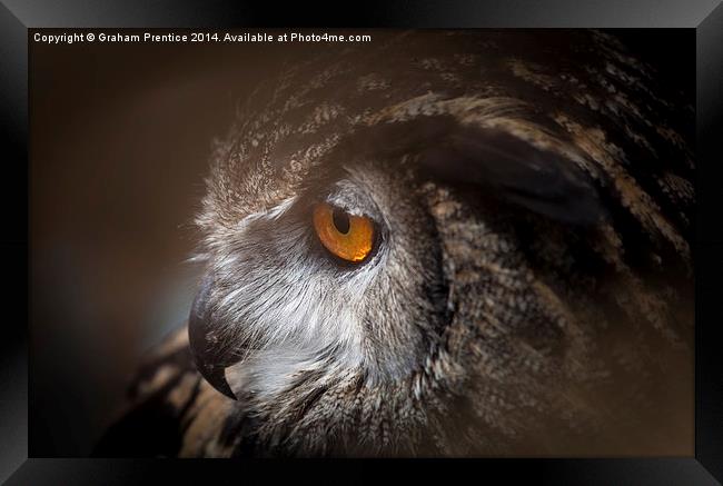 Eagle Owl Framed Print by Graham Prentice