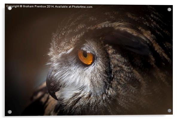 Eagle Owl Acrylic by Graham Prentice