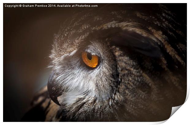 Eagle Owl Print by Graham Prentice