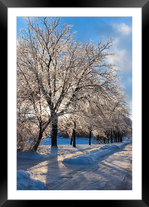 Ice covered trees Framed Mounted Print by Donna-Marie Parsons