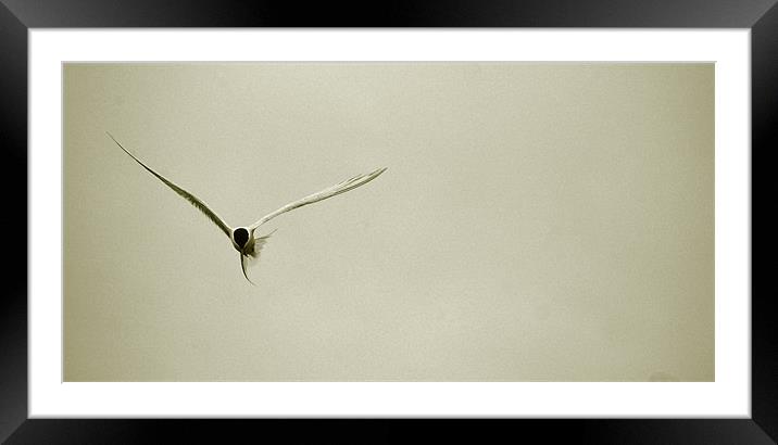one good tern Framed Mounted Print by elisa reece