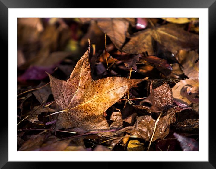 Death of Autumn Framed Mounted Print by Mark Lucey