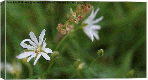 White Lawn Flower Canvas Print by rawshutterbug 