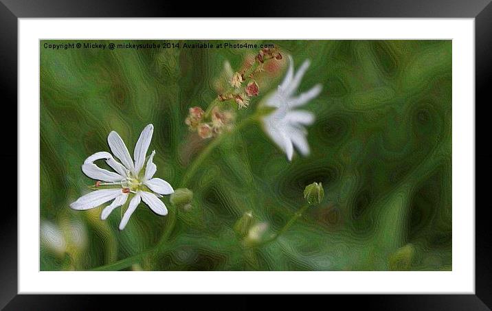 White Lawn Flower Framed Mounted Print by rawshutterbug 