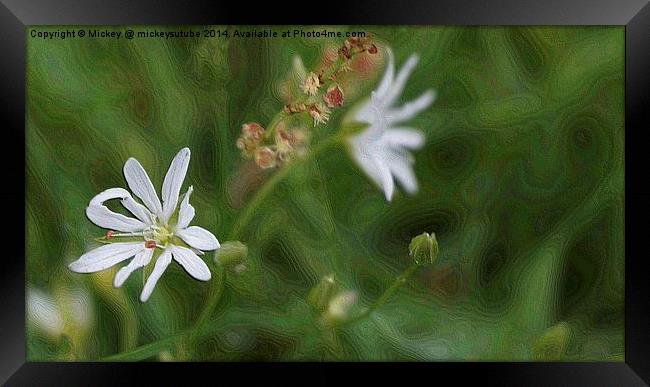 White Lawn Flower Framed Print by rawshutterbug 