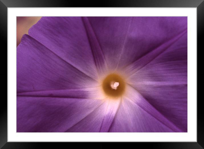 The Glory of Morning 3703_59800 Framed Mounted Print by Judith Schindler-Domser