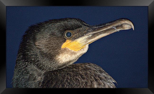 The Close Up Framed Print by Gary Buchan