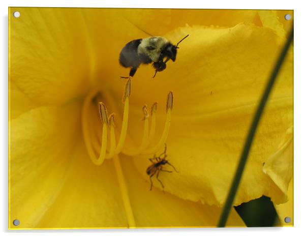 Bee Have Acrylic by Angela Martin