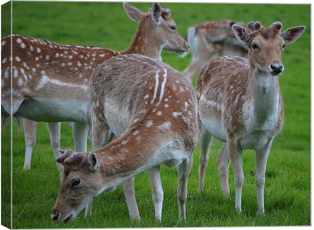 young deer at wollaton hall deer park nottingham Canvas Print by mark lindsay