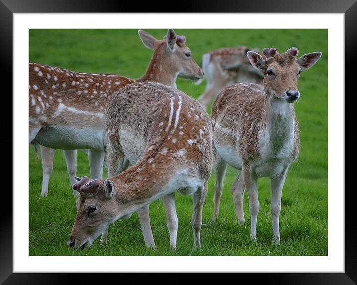 young deer at wollaton hall deer park nottingham Framed Mounted Print by mark lindsay