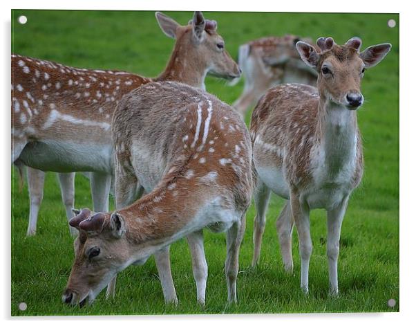 young deer at wollaton hall deer park nottingham Acrylic by mark lindsay