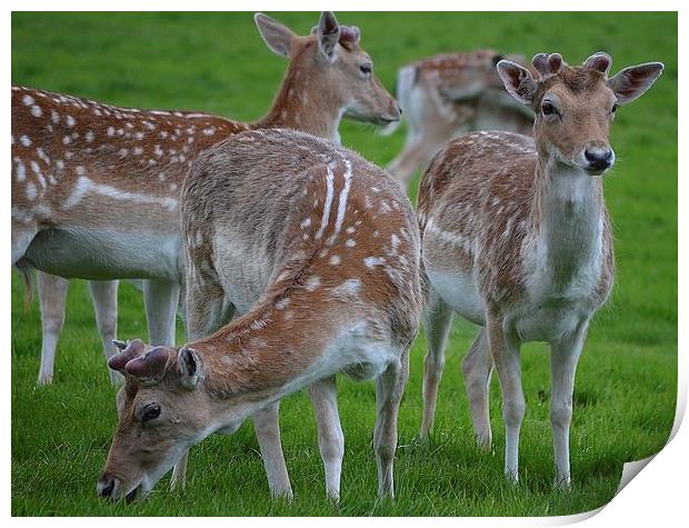 young deer at wollaton hall deer park nottingham Print by mark lindsay