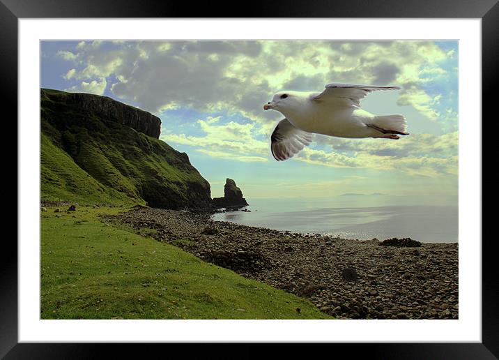 Fulmar flying at Talisker Bay Framed Mounted Print by Linda More