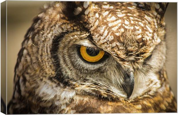 Owl, Bird of Prey Canvas Print by Stewart Nicolaou