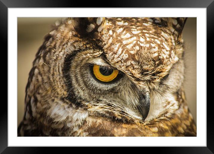 Owl, Bird of Prey Framed Mounted Print by Stewart Nicolaou