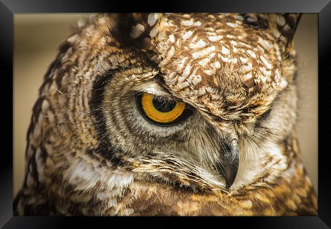 Owl, Bird of Prey Framed Print by Stewart Nicolaou