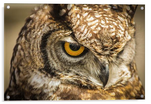 Owl, Bird of Prey Acrylic by Stewart Nicolaou
