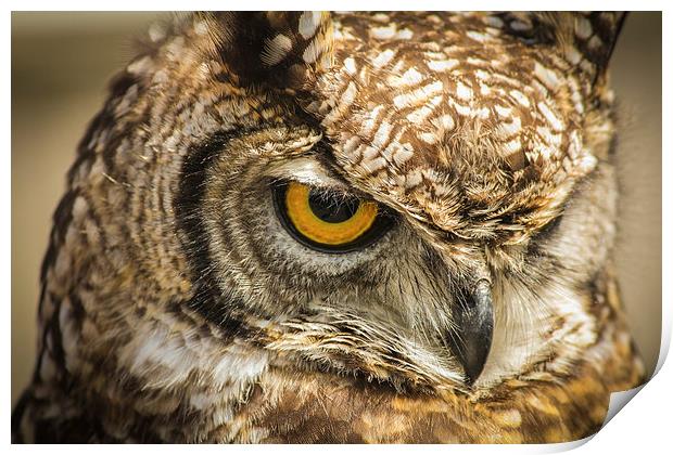 Owl, Bird of Prey Print by Stewart Nicolaou