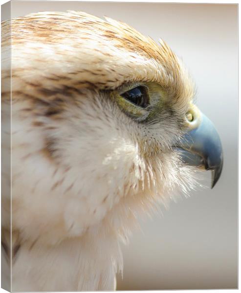 Falcon, Bird of Prey Canvas Print by Stewart Nicolaou