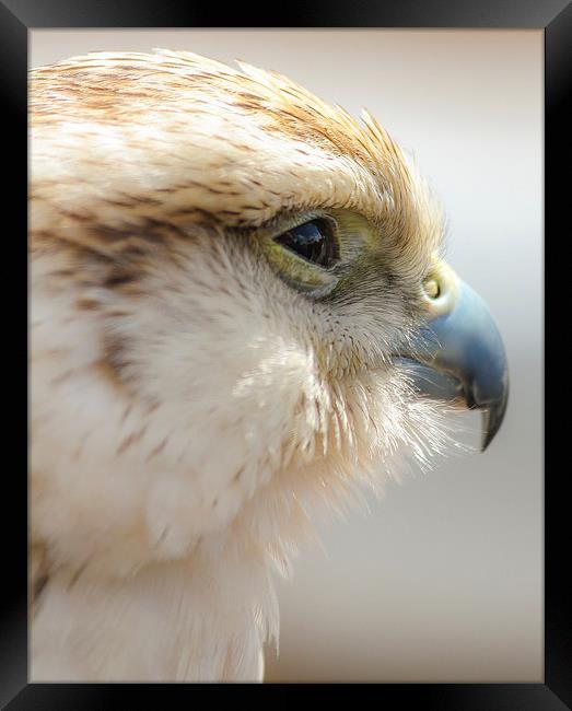 Falcon, Bird of Prey Framed Print by Stewart Nicolaou