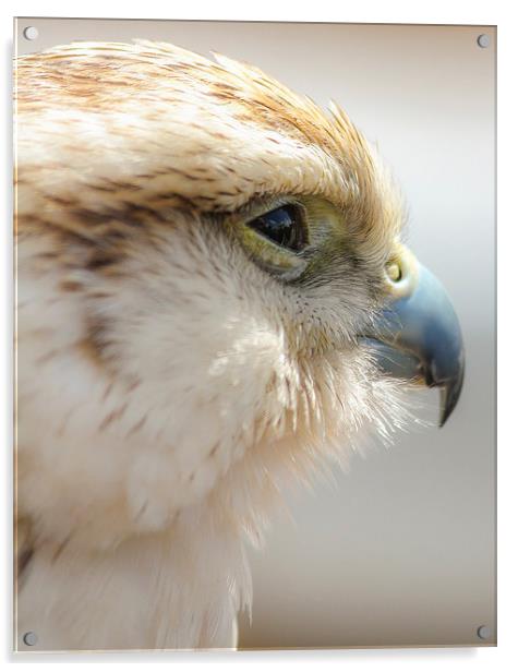 Falcon, Bird of Prey Acrylic by Stewart Nicolaou