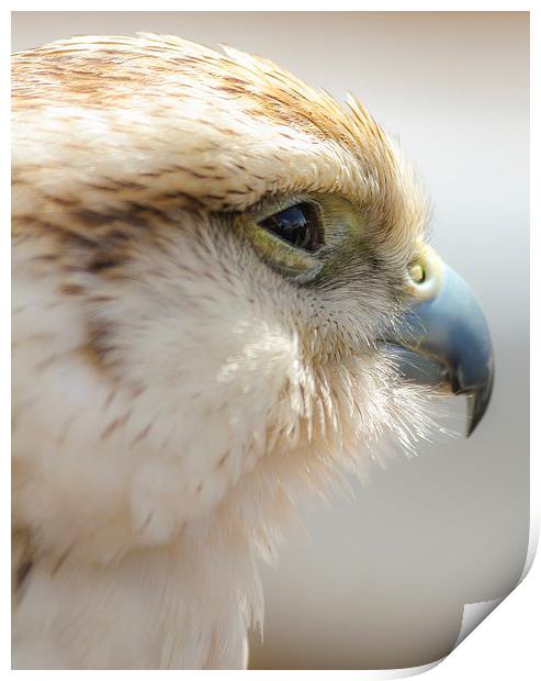 Falcon, Bird of Prey Print by Stewart Nicolaou