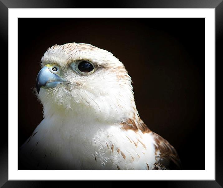 Falcon, Bird of Prey Framed Mounted Print by Stewart Nicolaou
