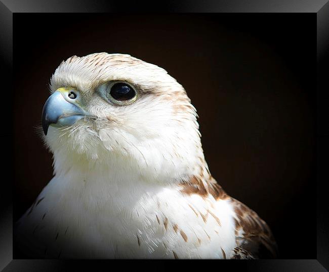 Falcon, Bird of Prey Framed Print by Stewart Nicolaou