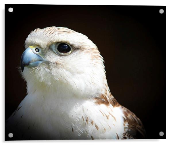 Falcon, Bird of Prey Acrylic by Stewart Nicolaou