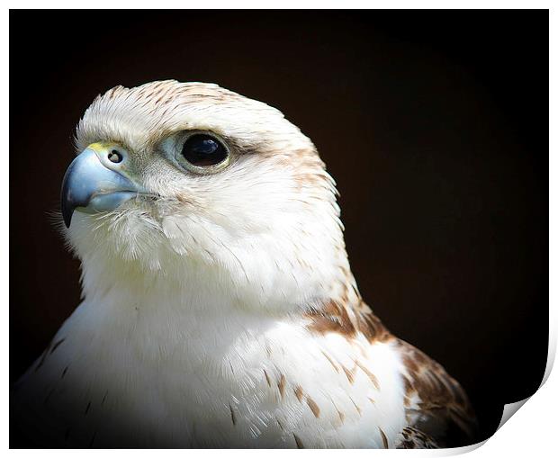 Falcon, Bird of Prey Print by Stewart Nicolaou