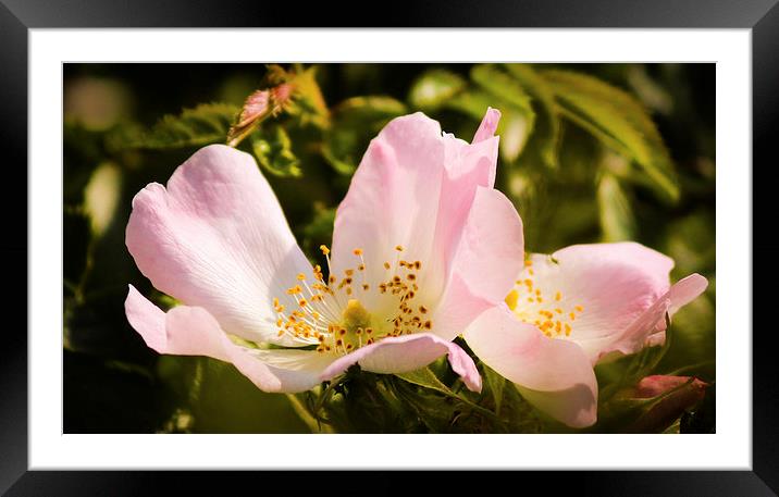 Little Pink Flower Framed Mounted Print by Stewart Nicolaou