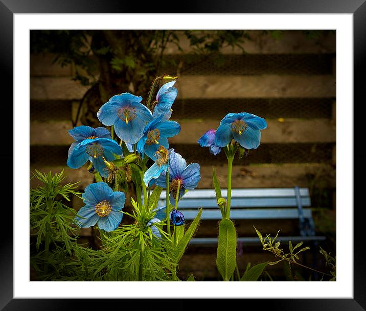 The Blue Bench Framed Mounted Print by Robert Murray