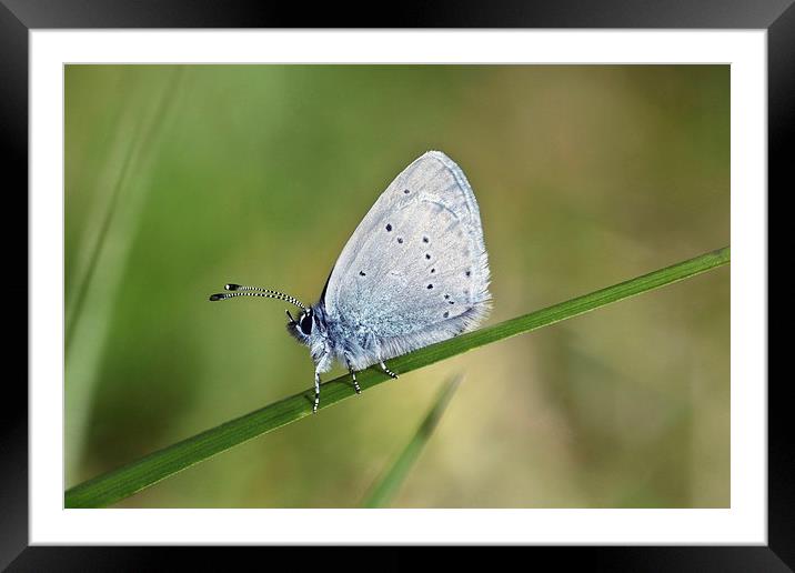 Small Blue butterfly Framed Mounted Print by Iain Lawrie