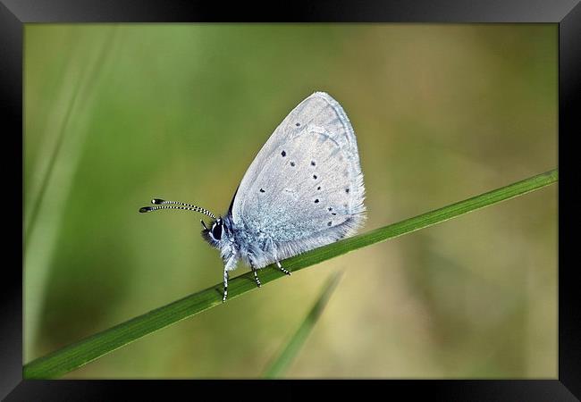 Small Blue butterfly Framed Print by Iain Lawrie