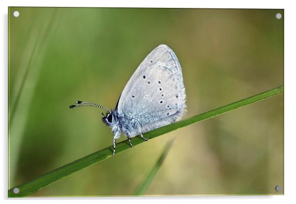 Small Blue butterfly Acrylic by Iain Lawrie