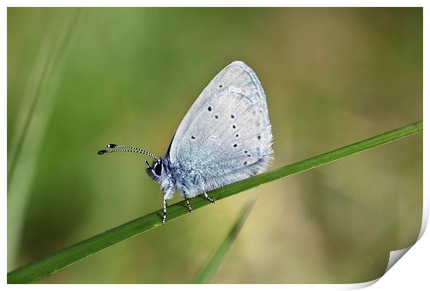 Small Blue butterfly Print by Iain Lawrie