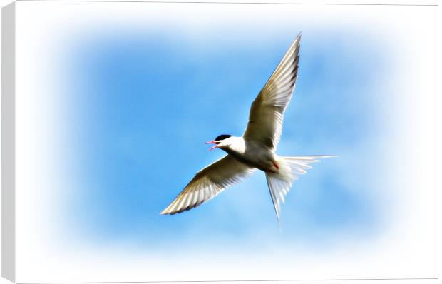 Arctic Tern Canvas Print by Gary Buchan