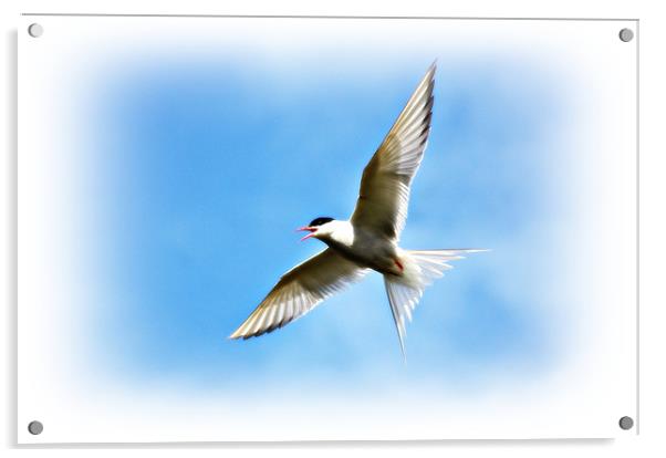 Arctic Tern Acrylic by Gary Buchan