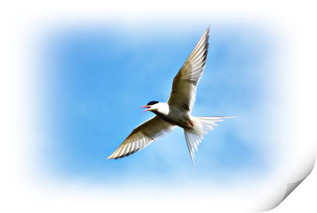 Arctic Tern Print by Gary Buchan