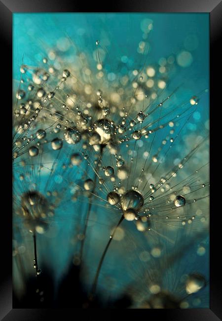 Bold Blue Dandy Sparkles Framed Print by Sharon Johnstone