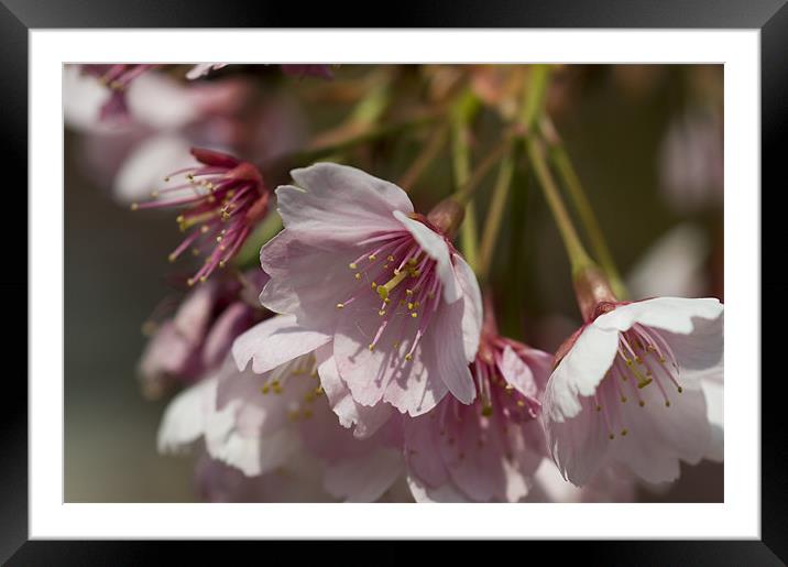 Cherry Blossom Framed Mounted Print by Sam Scott