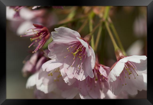 Cherry Blossom Framed Print by Sam Scott