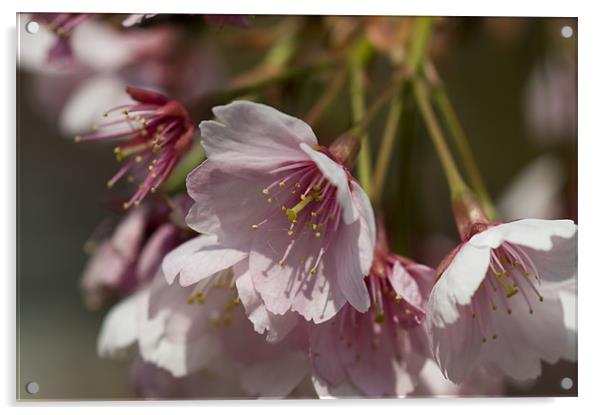 Cherry Blossom Acrylic by Sam Scott