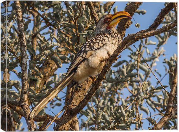 Southern Yellow Billed Hornbill in Kruger Canvas Print by colin chalkley